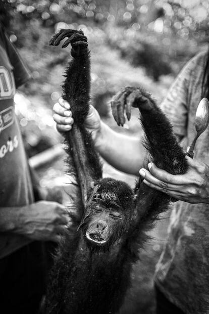 Nativos sáparas mostram um macaco recém-caçado no território da comunidade de Llanchama Cocha, na província de Pastaza. Eles vivem principalmente do que a natureza lhes fornece.