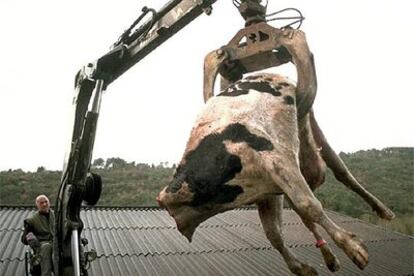Traslado de una vaca sacrificada y sin cabeza en una planta incineradora de Galicia en febrero de 2001.