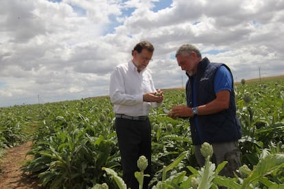 El presidente del Partido Popular y del Gobierno en funciones, Mariano Rajoy, durante la visita que ha realizado a la finca de cultivo de alcachofas 'Castel Ruiz'.