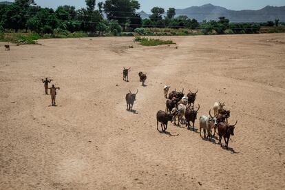 La sequía ha provocado en el norte de Camerún que donde antes había un río ahora solo quede un erial por donde los pastores conducen a su ganado, en busca de agua.