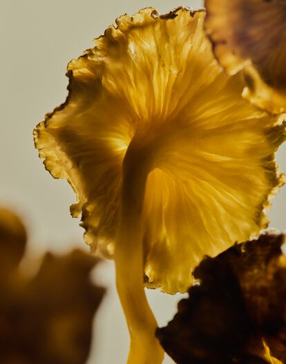 Trompetilla amarilla.  Tambin conocida como angula de monte (de hecho se cocina a menudo como las angulas, salteada al ajillo). Aguanta bien la deshidratacin, pero no la congelacin porque pierde la textura y se hace chicle, explica Antn. Es de las ms verstiles en la cocina.