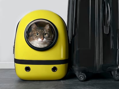 viajar gatos