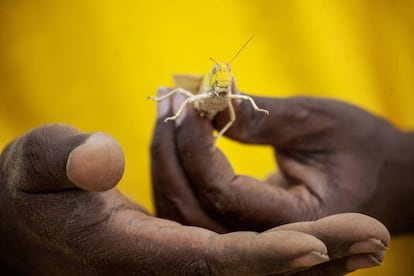 Ejemplar de langosta del desierto fotografiado en Somalilandia, que está viviendo la mayor plaga de langostas conocida en 25 años. Es una amenaza para la seguridad alimentaria de una región ya de por sí vulnerable. 