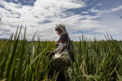 Una mujer cultiva arroz en la ciudad de Lérida, en el departamento de Tolima, en Colombia, en julio de 2022.