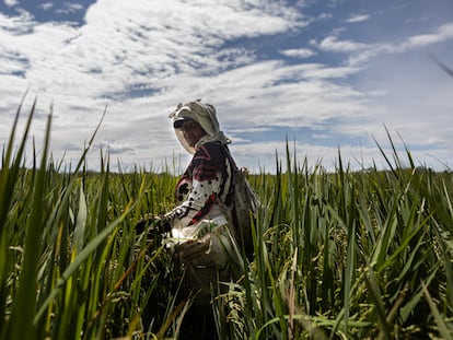 Una mujer cultiva arroz en la ciudad de Lérida, en el departamento de Tolima, en Colombia, en julio de 2022.