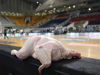 El pollo que apareció en el banquillo de Olympiacos en el OAKA.