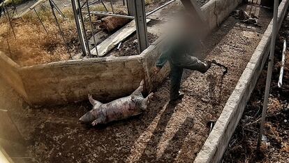 Un operario arrastra el cadáver de un cerdo, en la explotación porcina de Domingo del Pozo en Quintanilla del Coco (Burgos). 