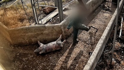 Un operario arrastra el cadáver de un cerdo, en la explotación porcina de Domingo del Pozo en Quintanilla del Coco (Burgos). 