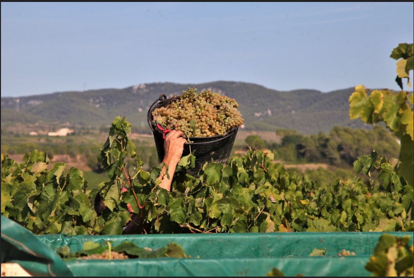 La vendimia en el Penedès.