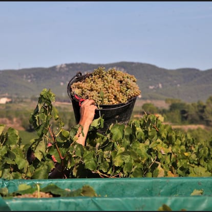 Vendimia en el Penedès Barcelona