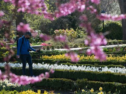 Tulipanes en el Jardín Botánico.º