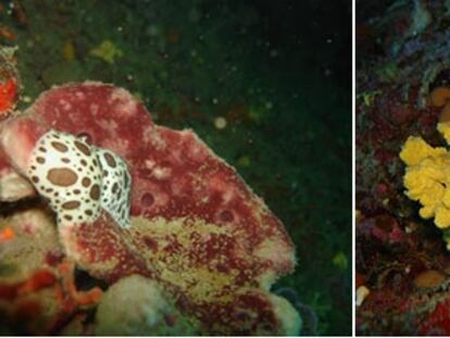 Dos de las 8.000 especies de esponja conocidas, la<i> Petrosia ficiformis</i><b> (izquierda) y la </b>Axinella damicornis.