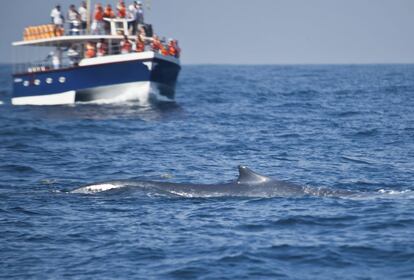 Avistamiento de ballenas azules en Mirissa, en la costa sur de Sri Lanka.