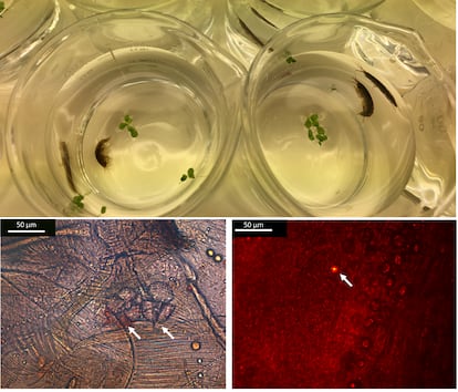 Unos crustáceos 'Gammarus duebeni' metidos en unos vasos en el laboratorio y dos imágenes de los fragmentos de microplásticos encontrados en sus tractos digestivos.