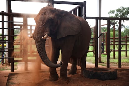 La elefanta 'Pupy', este sábado en el santuario en la Chapada dos Guimarães (Brasil), al que llegó tras un viaje de 2.700 kilómetros desde el zoo de Buenos Aires, donde vivió cautiva más de tres décadas.