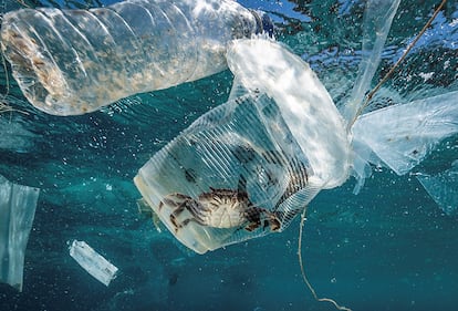 A crise ambiental para a qual o modelo insustentável de desenvolvimento do ser humano levou à Terra tem faces preocupantes. As mudanças climáticas ameaçadoras e transversais, a perda dramática da biodiversidade, a redução drástica da água doce disponível, a poluição do ar mortal, a inundação de plásticos nos mares e oceanos, a sobrepesca... Na imagem, um caranguejo está preso em um copo de plástico no mar na Passagem de Isla Verde, nas Filipinas, em 7 de março de 2019.