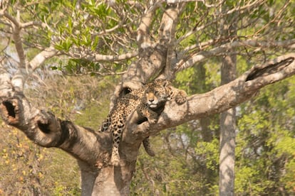 Jaguar en Caiman, Mato Grosso do Sul, en Brasil. 25 septiembre, 2021. Foto cortesía de Santiago Wills