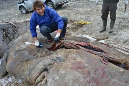 Un investigador abre el vientre del cachalote varado.