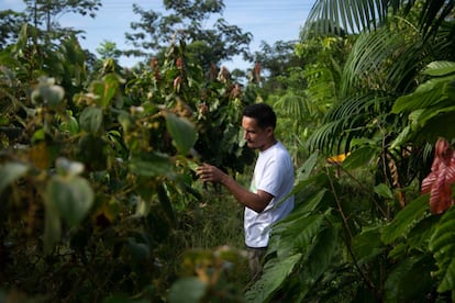 Red de viverismo comunitario de la Amazonía