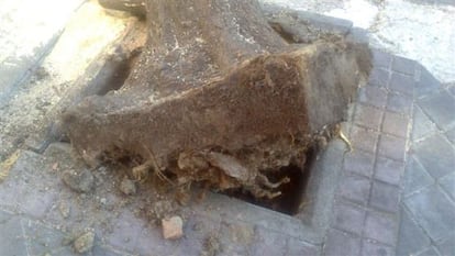 Un árbol caído en el distrito de Vallecas.