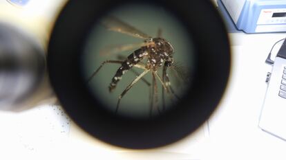 Un mosquito ‘Aedes aegypti’, transmisor del dengue, visto con un estereoscopio en un laboratorio de la Universidad de El Salvador, el pasado 3 de julio.