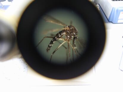 Un mosquito ‘Aedes aegypti’, transmisor del dengue, visto con un estereoscopio en un laboratorio de la Universidad de El Salvador, el pasado 3 de julio.