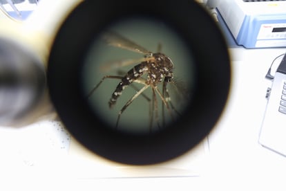 Dengue