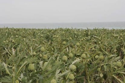 El cielo de las alcachofas