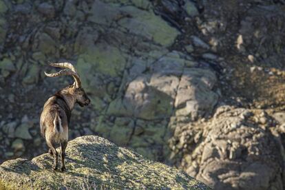 Una cabra montés en la sierra de Gredos (Ávila).