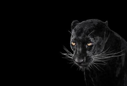 Retrato de un leopardo negro.