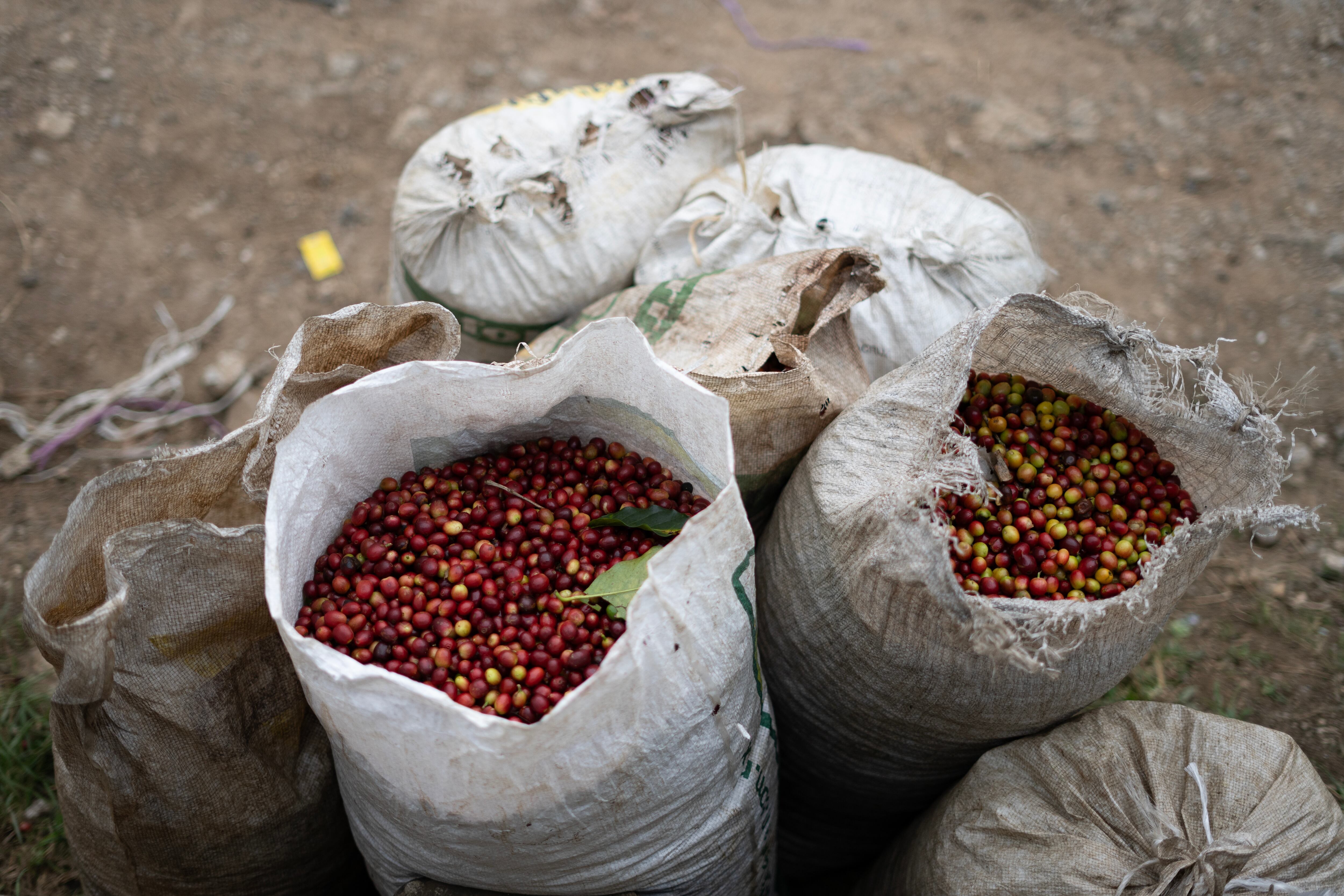 En la región se cultiva la variedad de café arábigo que se exporta a Europa, Estados Unidos y Canadá