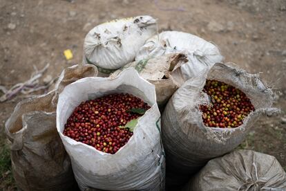 En la región se cultiva la variedad de café arábigo que se exporta a Europa, Estados Unidos y Canadá