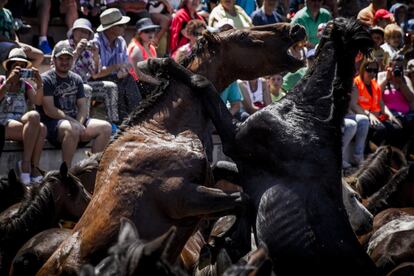 La tradición centenaria de la Rapa das Bestas perdura con el paso de los siglos enfrentando a modo de honorable duelo de fuerza y uniendo a aloitadores y animales, entre polvorientos senderos cada vez más concurridos por turistas y visitantes extranjeros.