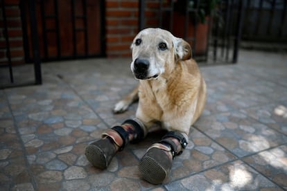 Pay de Limón, en el refugio para perros Milagros Caninos