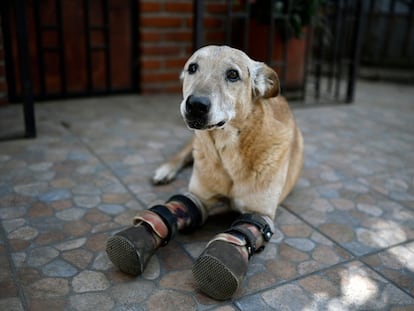 Pay de Limón at the Milagros Caninos dog shelter, south of Mexico City.