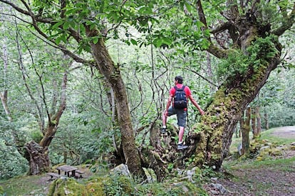 Algunos de los castaños del área recreativa de La Pesanca, junto al río del Infierno, en Asturias.