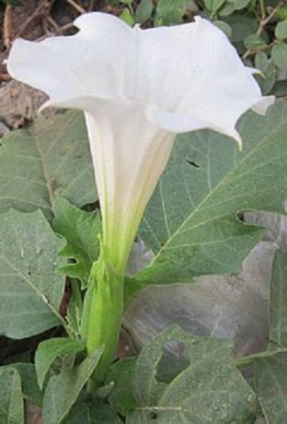 Foto Datura Estramonium