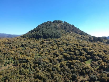 Vista aérea de una huerta de aguacate, en Uruapan