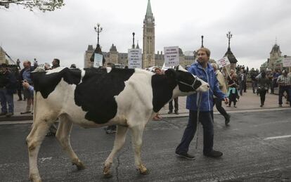 Protestes al Canadà contra el TPP pel seu possible impacte en la indústria lletera del país.