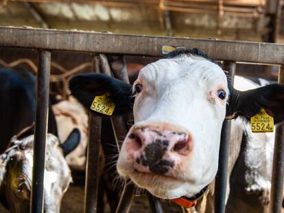 Esta vaca holandesa puede estar tranquila: la leche sintética no procede de miembros de su especie. Ni de ningún otro animal.