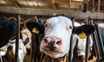 Esta vaca holandesa puede estar tranquila: la leche sintética no procede de miembros de su especie. Ni de ningún otro animal.