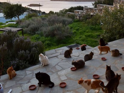 Gatos no santuário felino de Siros, na Grécia.