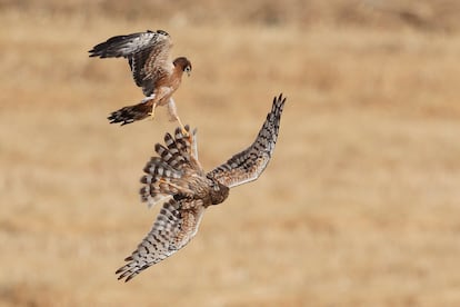 Hembra de aguilucho cenizo, con uno de sus pollos.
