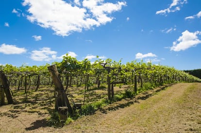 Plantación de kiwis en la península de Coromandel en Nueva Zelanda.