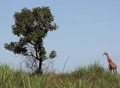 En el parque quedan unos cien ejemplares de jirafa congoleña, también en peligro de extinción.