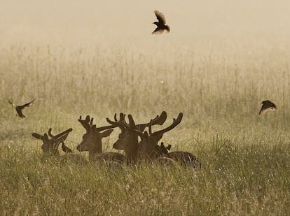 Un grupo de aves rodean a una manada de ciervos en un campo cerca del aeropuerto de Fráncfort (Alemania).