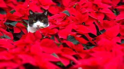 Me encantan.. pero me hacen daño. Un gato sentado sobre flores de pascua.