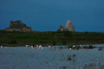 Flamencos en la zona desurbanizada y recuperada de los humedales de la Pletera, en L'Estartit.