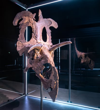 Los restos de 'Loki' exhibidos en el Museo de la Evolución de Dinamarca.