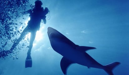 Australia registra unos 15 ataques de tiburón al año.